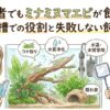 初心者でもミナミヌマエビが飼える！水草水槽での役割と失敗しない飼育方法