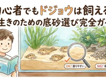 初心者でもドジョウは飼える！長生きのための底砂選び完全ガイド