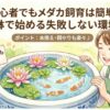 初心者でもメダカ飼育は簡単！睡蓮鉢で始める失敗しない環境作り