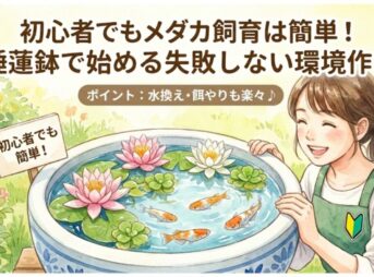 初心者でもメダカ飼育は簡単！睡蓮鉢で始める失敗しない環境作り