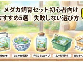 メダカ飼育セット初心者向けおすすめ5選｜失敗しない選び方
