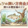 カワムツの飼い方完全ガイド！餌や水槽設備のコツ