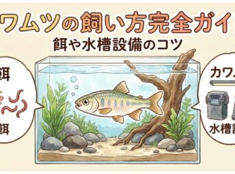 カワムツの飼い方完全ガイド！餌や水槽設備のコツ