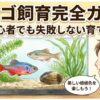 タナゴ飼育完全ガイド｜初心者でも失敗しない育て方