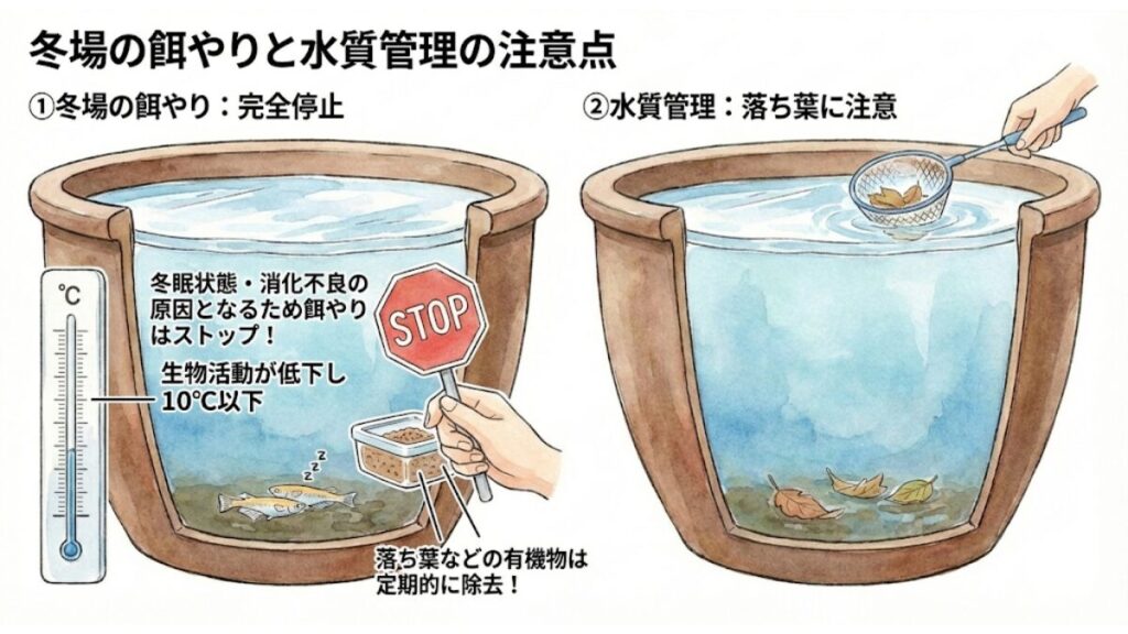 冬場の餌やりと水質管理の注意点