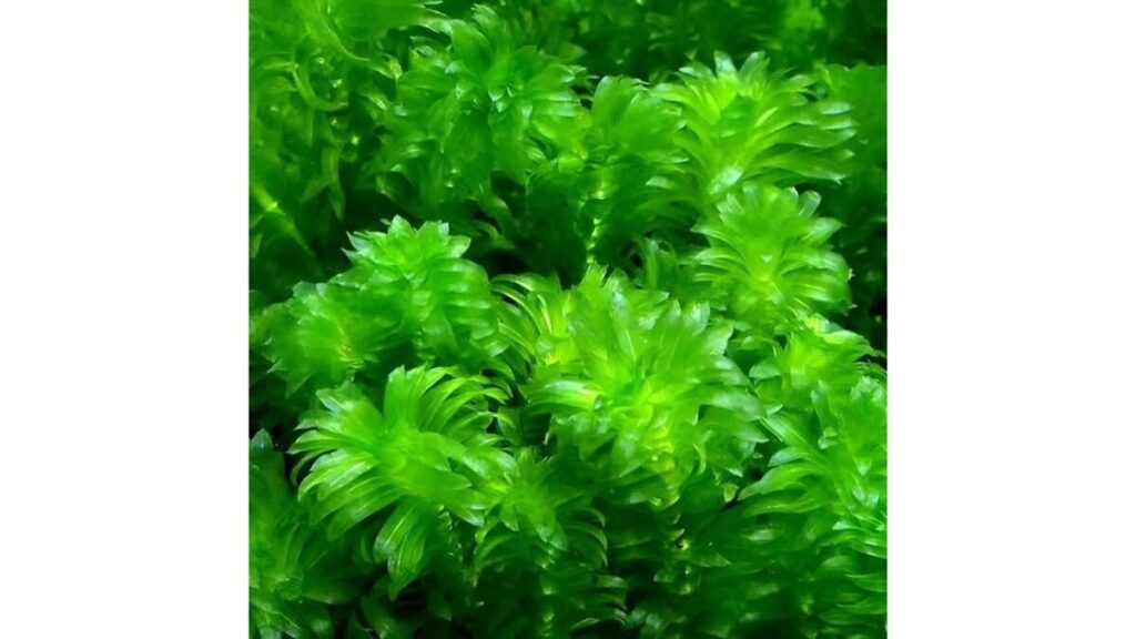 国産無農薬 アナカリス 5本セット