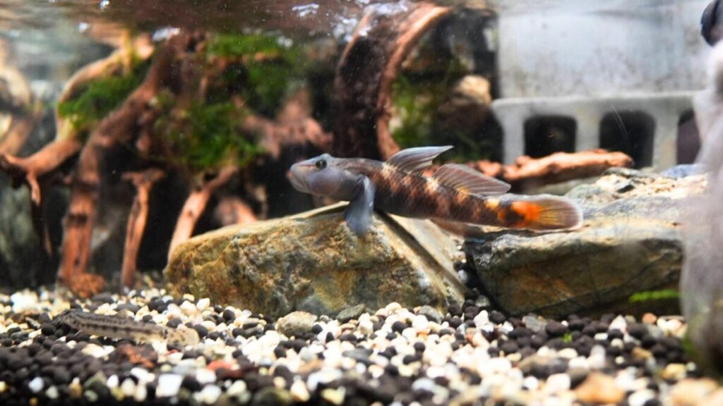 ヨシノボリ飼育で初心者が最初に知っておくべき真実