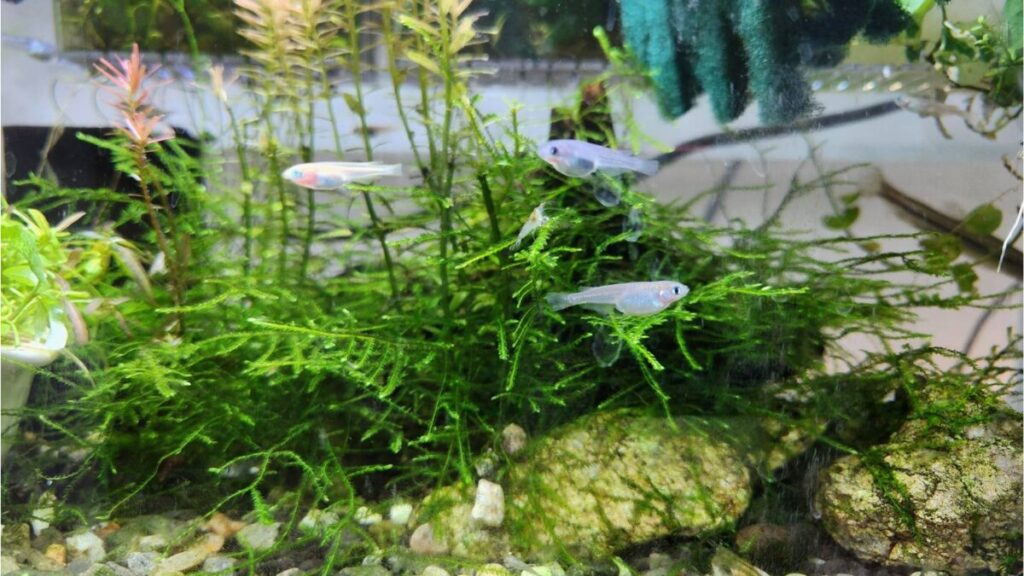 メダカ飼育セットって何を揃えればいいの？初心者の疑問を解決