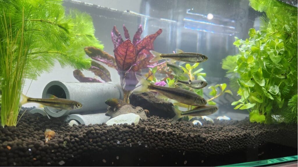 カワムツとは？日本の美しい淡水魚の魅力