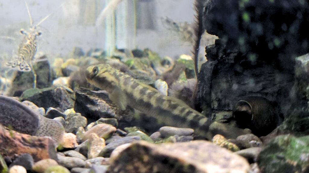 ボウズハゼ飼育の基礎知識と魅力