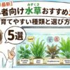 【2026年最新】初心者向け水草おすすめ5選！育てやすい種類と選び方