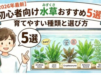 【2026年最新】初心者向け水草おすすめ5選！育てやすい種類と選び方
