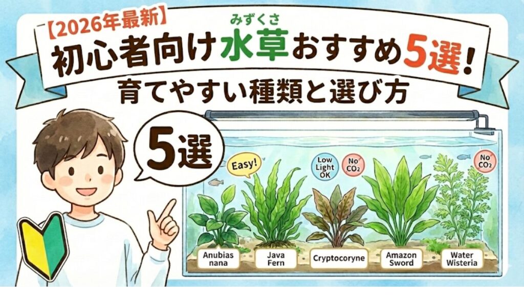 【2026年最新】初心者向け水草おすすめ5選！育てやすい種類と選び方