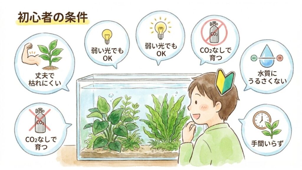 初心者におすすめの水草の条件とは？