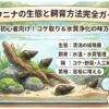 カワニナの生態と飼育方法完全ガイド｜初心者向け