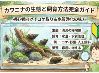 カワニナの生態と飼育方法完全ガイド｜初心者向け