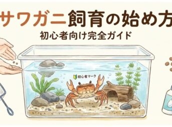 サワガニ飼育の始め方｜初心者向け完全ガイド