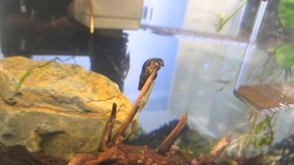 カワニナってどんな生き物?飼育の魅力を知ろう