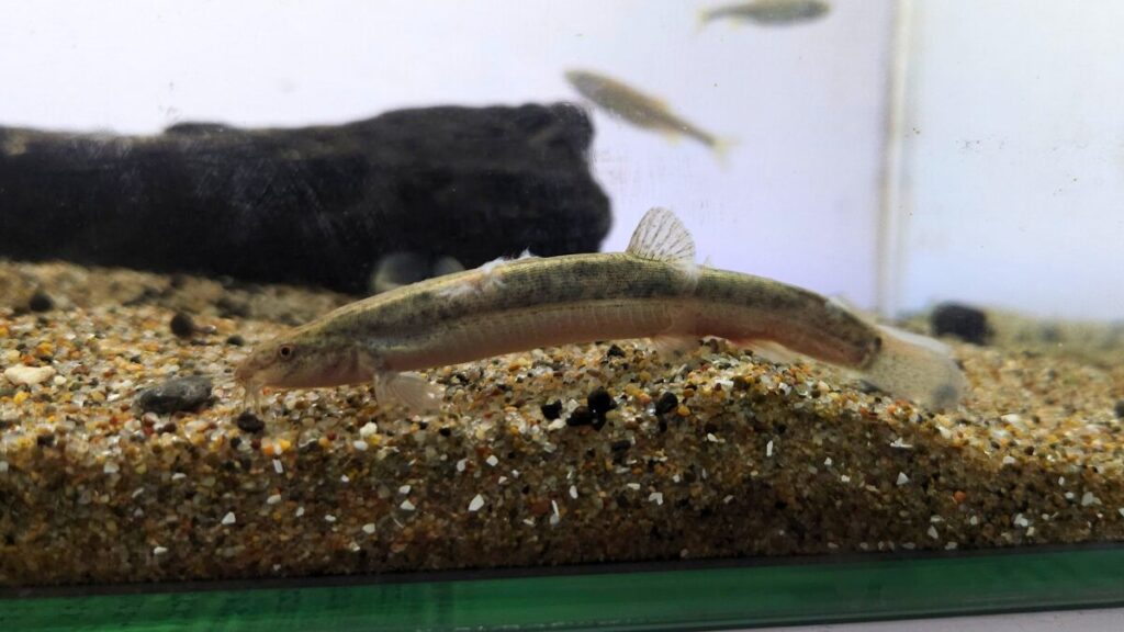 ドジョウの白カビ病を見つけたら？症状と緊急対処法