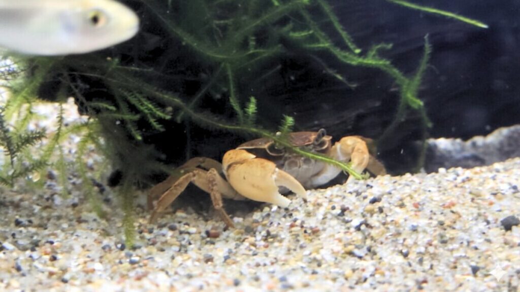 サワガニ飼育は初心者でも簡単?必要な知識と準備